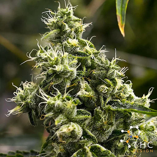 Lemon Meringue | 1g Flower