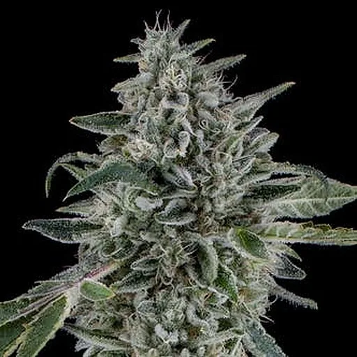 CANNABIOTIX gluetopia