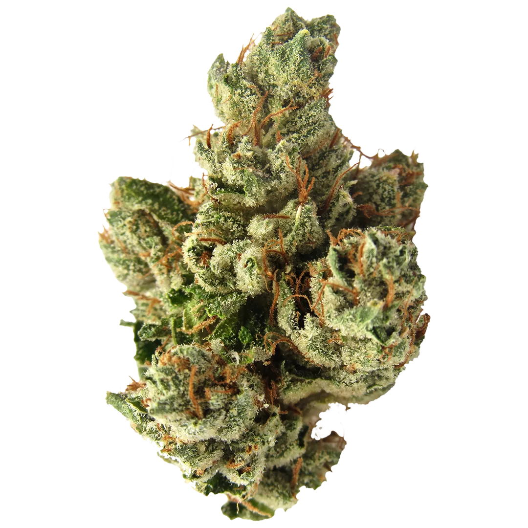Maven Genetics - SFV OG (Indica) Flower 14g