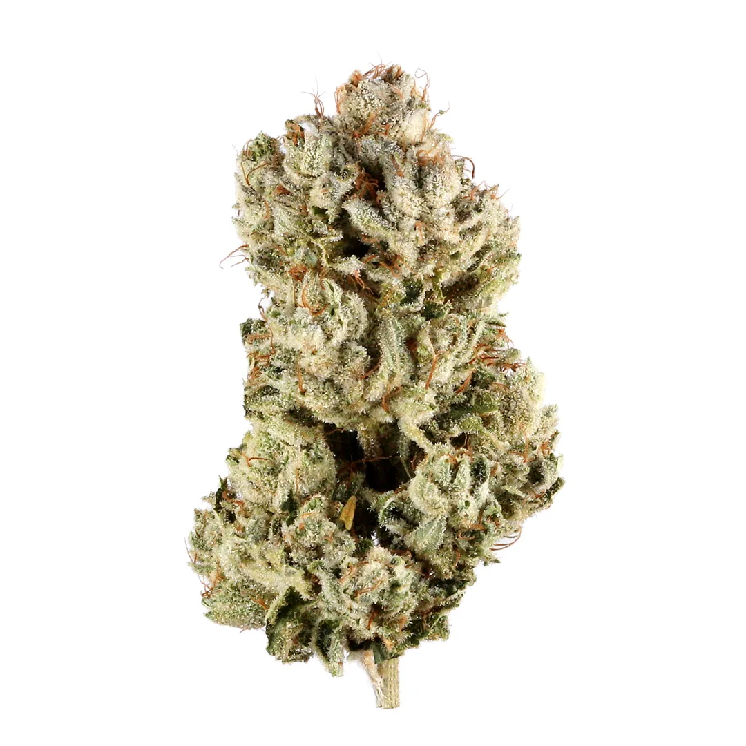 Original Glue 28G