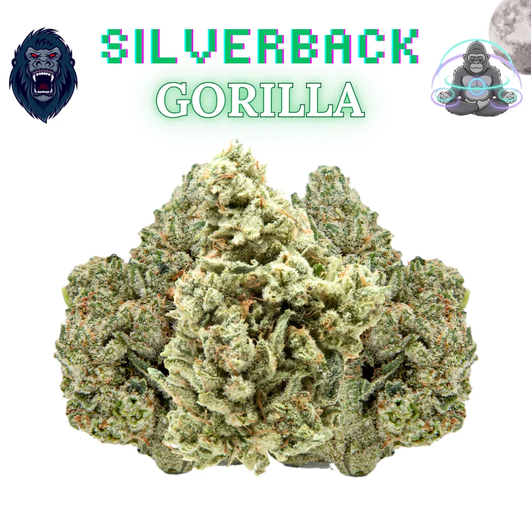 Silverback Gorilla -14G's- [26' Exclusive -Ex Tier]