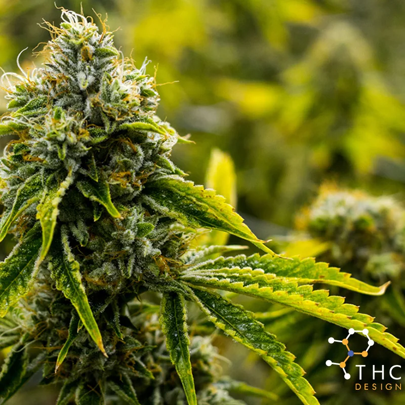 Skywalker | 1g Flower