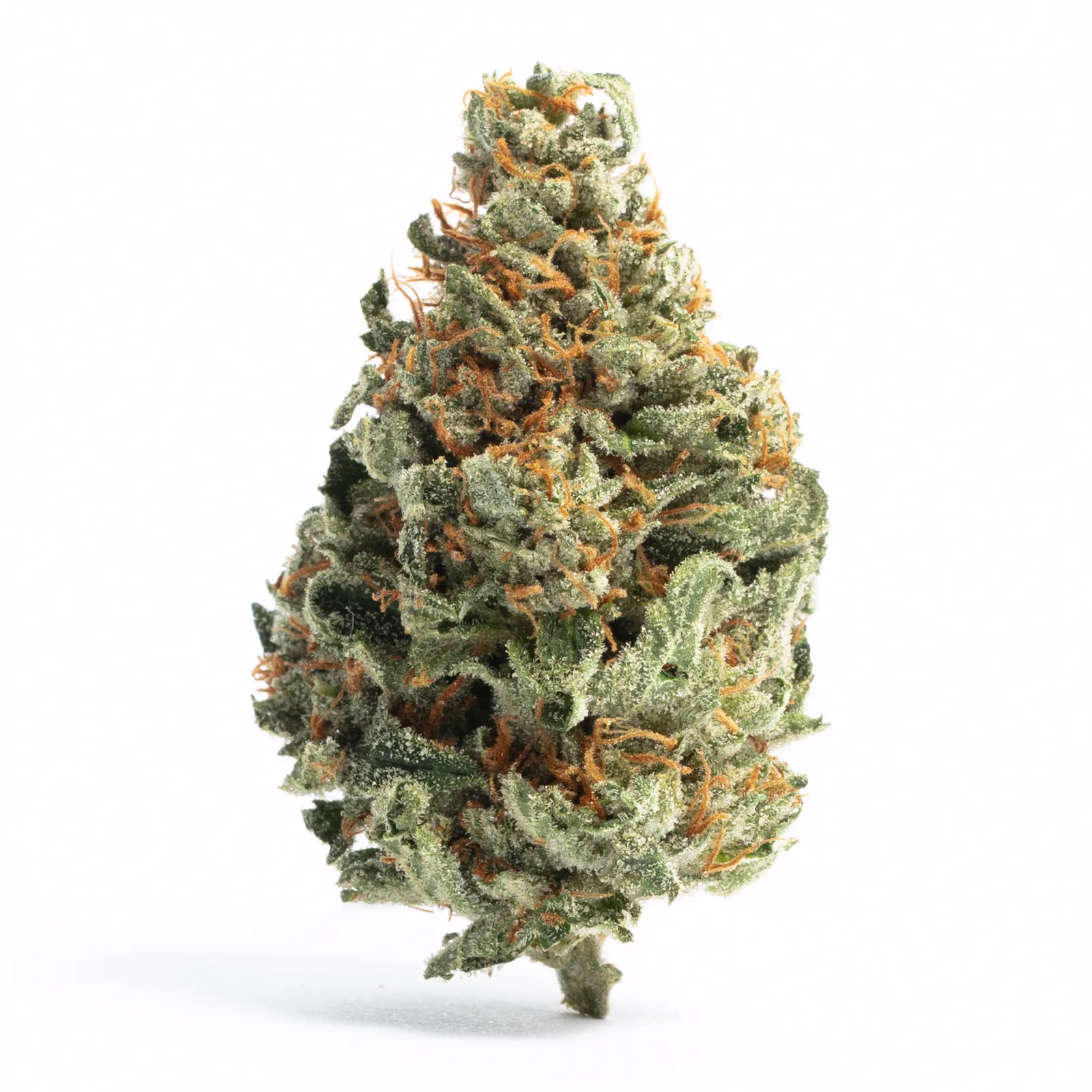 Chocolope | 3.5g Flower
