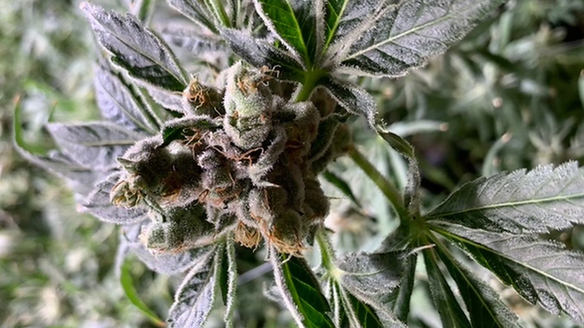 Water Canyon Dispensary listing image