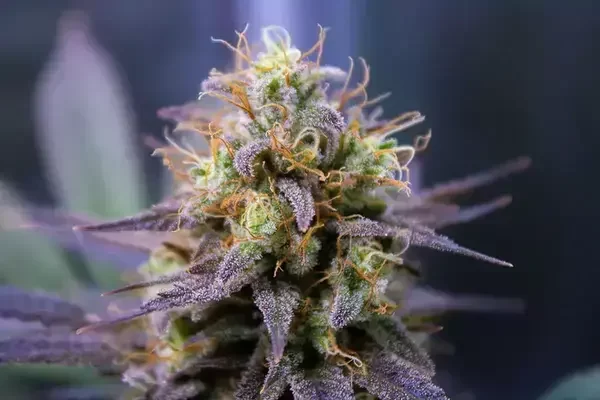 Three Nations Cannabis Verdi