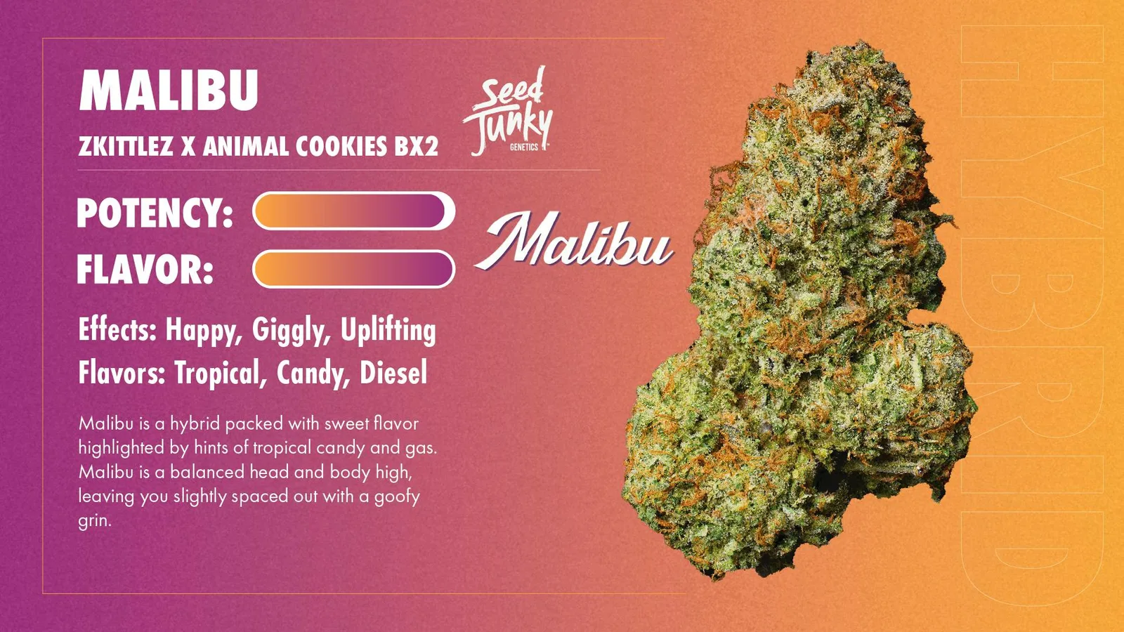Seed Junky | Malibu | Big Buds
