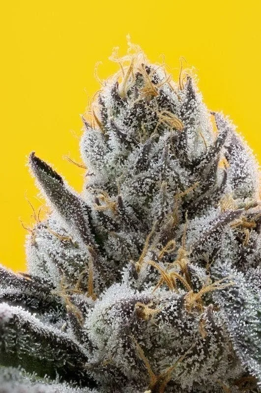 RYLU Flower | 14g