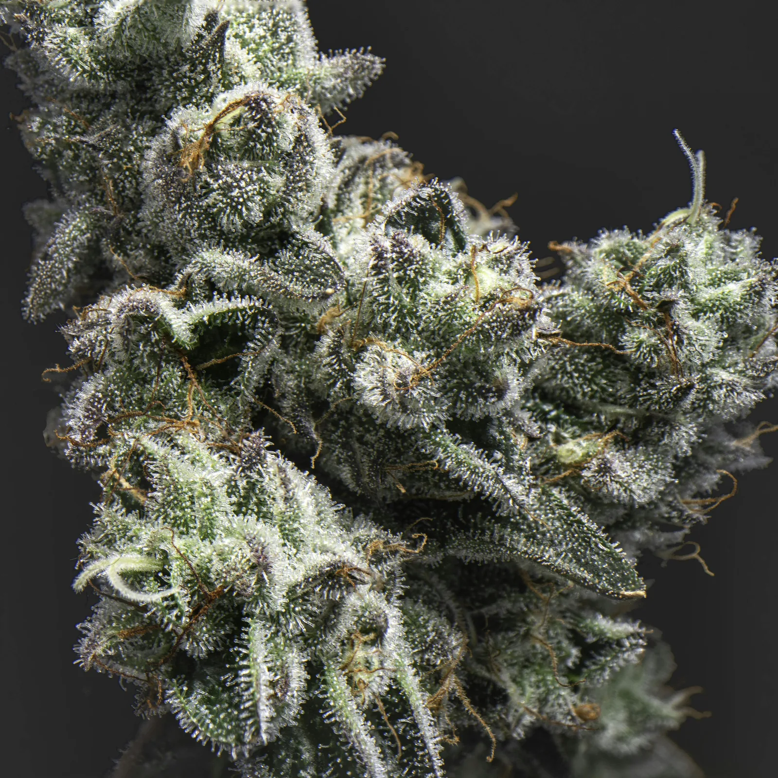 GMO Sherbert