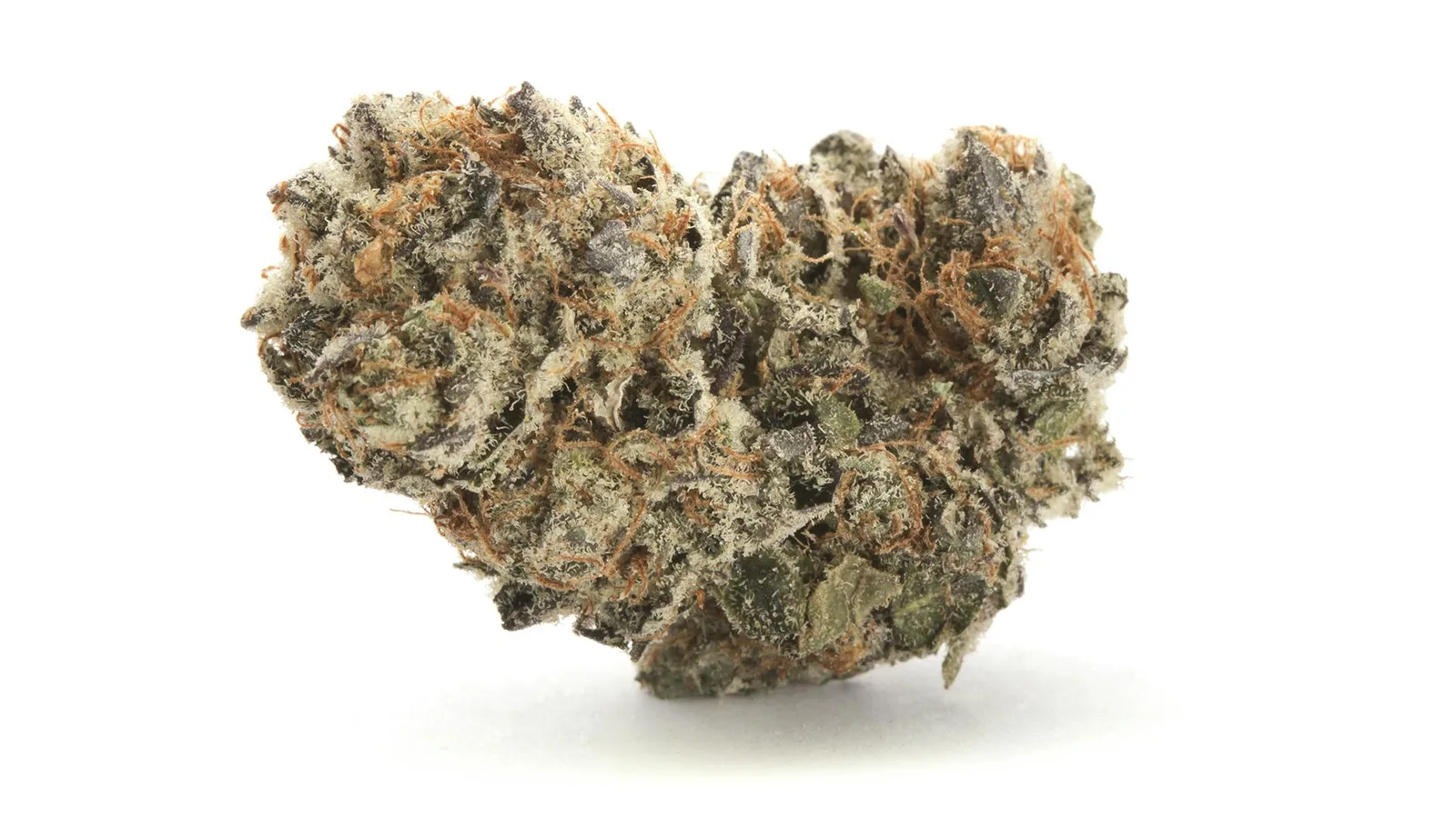 Session Legend OG 1/4oz