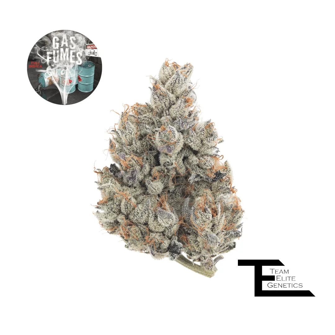 Gas Fumes 14g