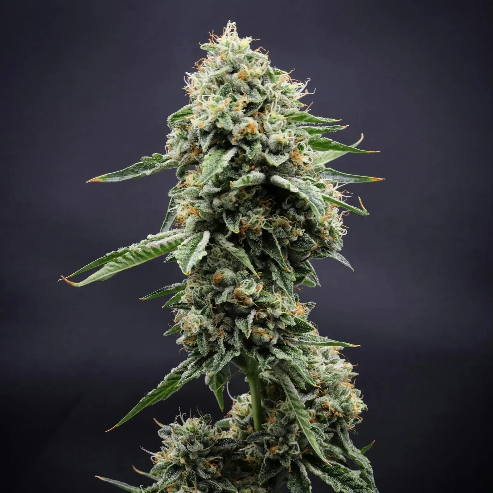 Inadaze | Kosher OG Kush Premium 1/8