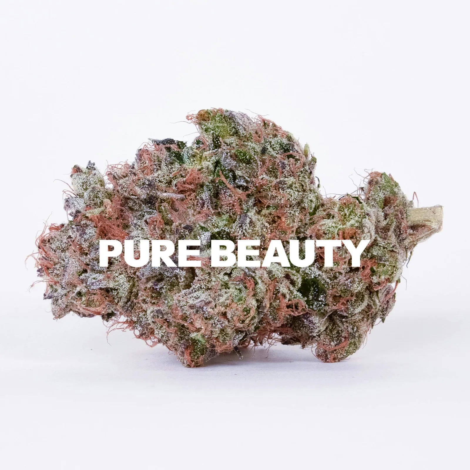 Apple Strudel | 3.5g Indoor