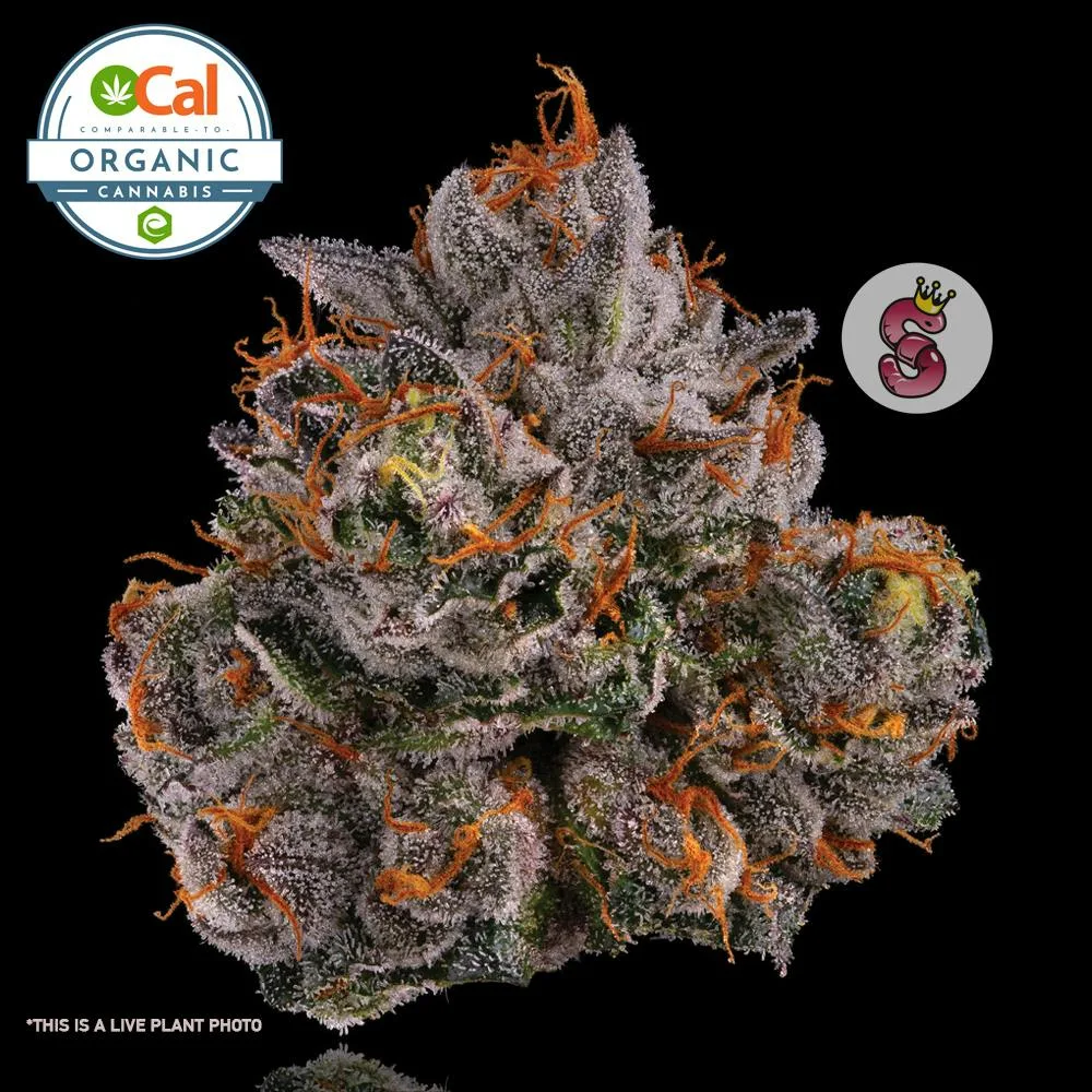 Gelato 41
