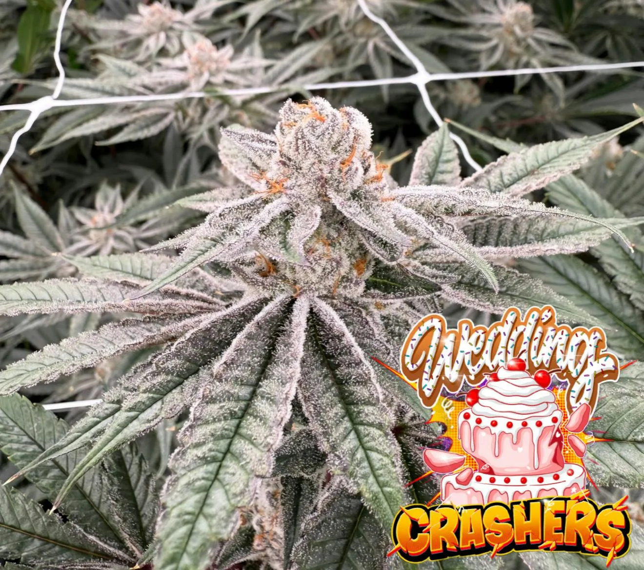 Family Trees Wedding Crashers 1/8oz
