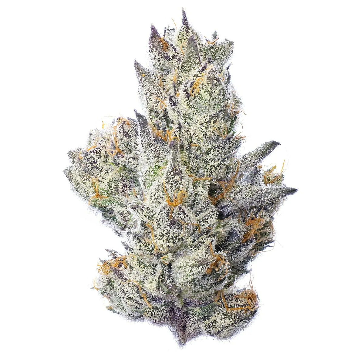 Guavascotti