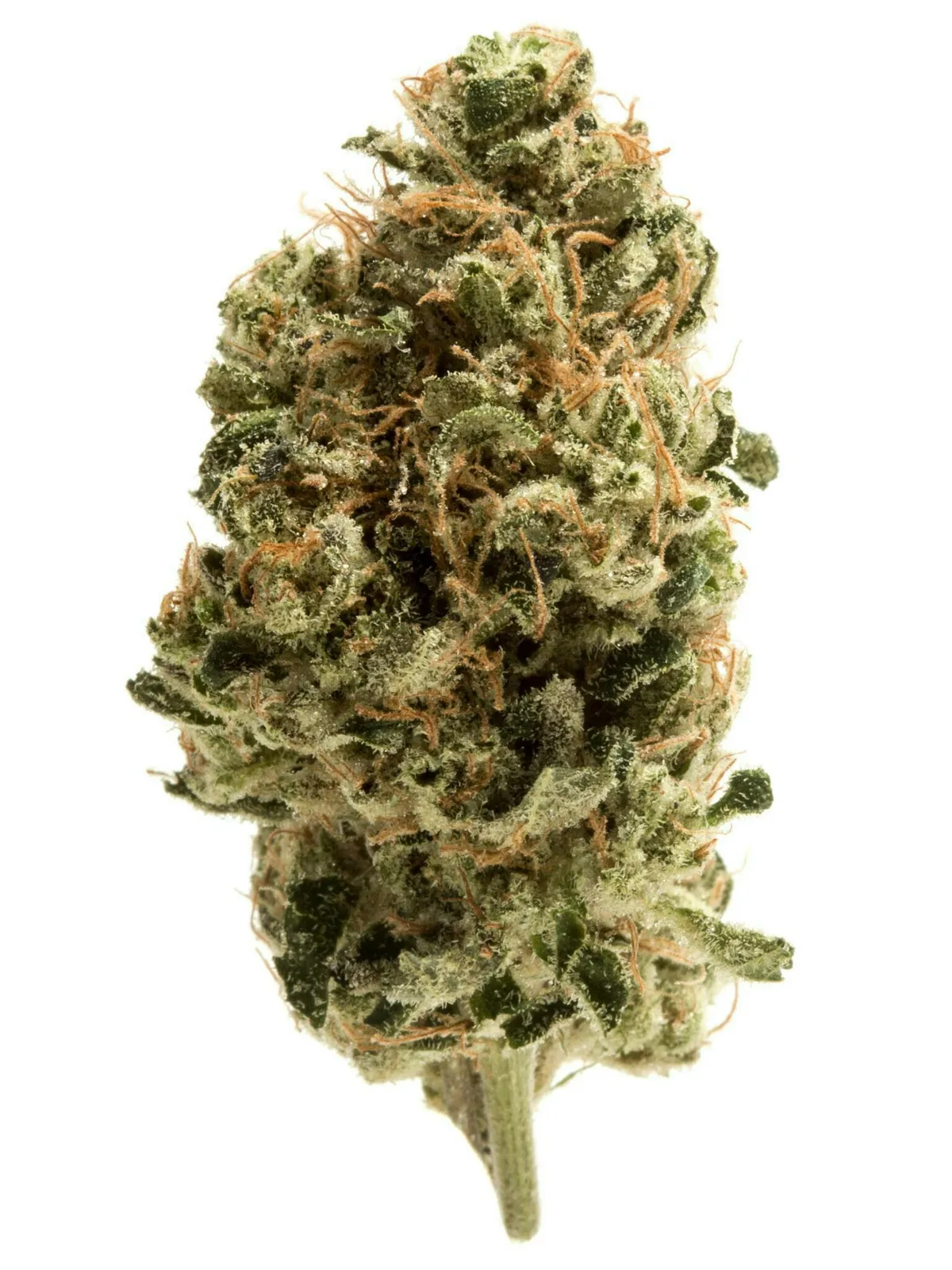 Grassroots: Secret Stash - Fritter Mints (14G)