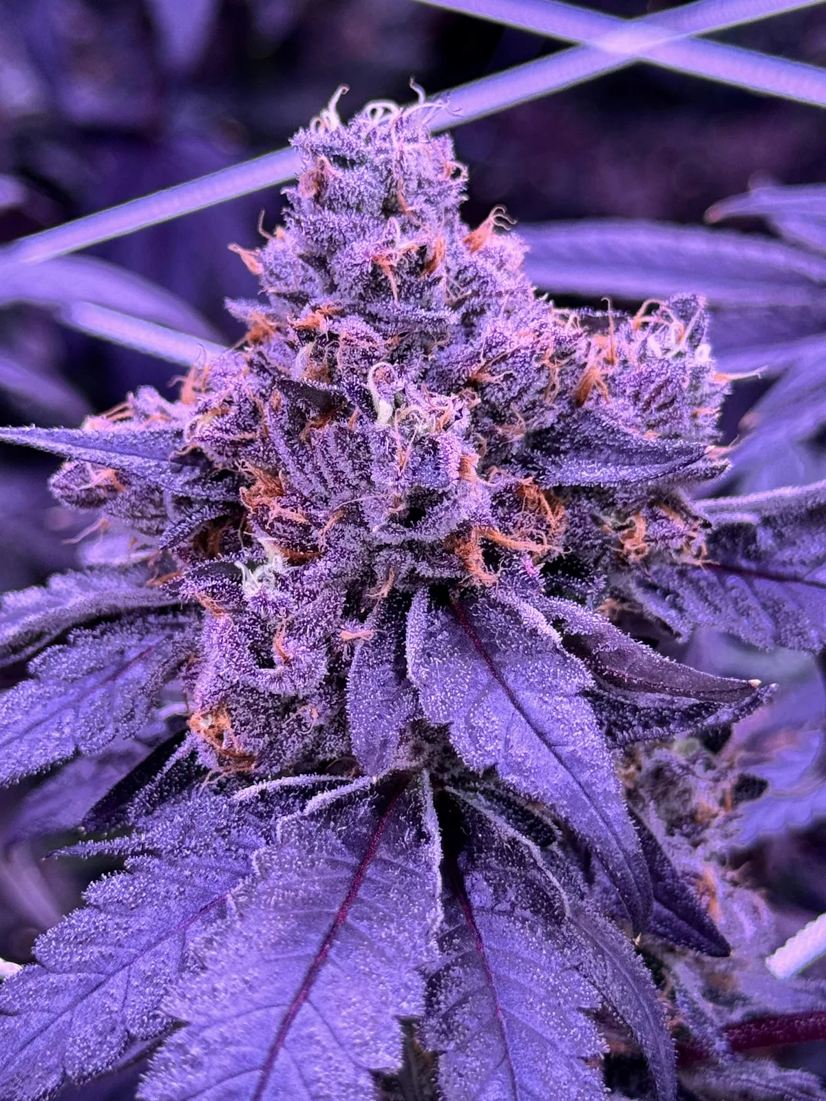 Cherry Float - 3.5g Jar