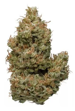 GLP | Sunshine Daydream
