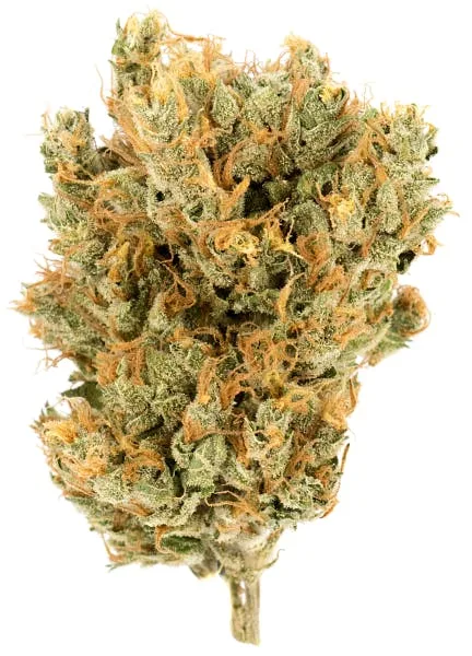 White Truffle 14g