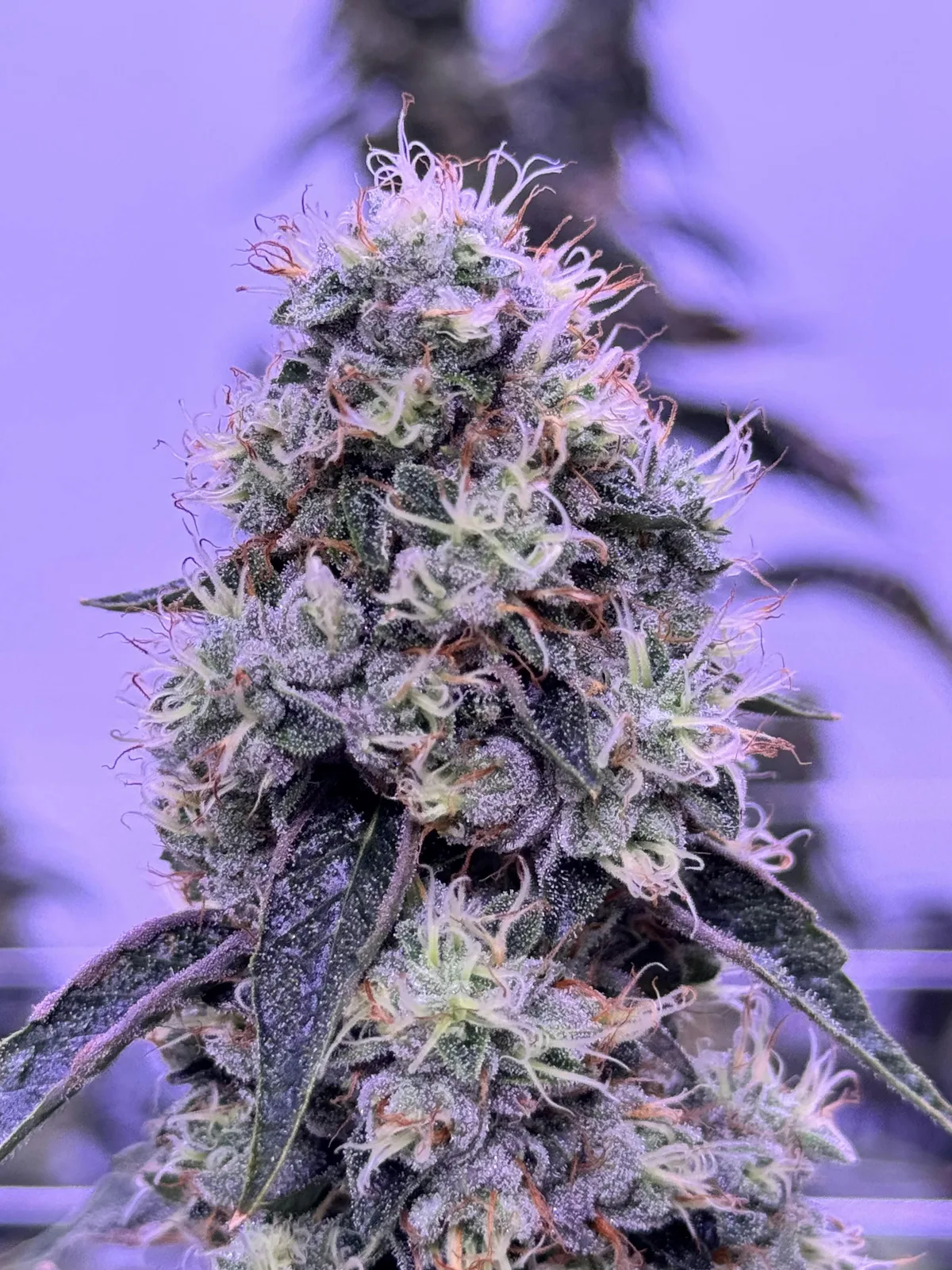 Diamond Cut Og - 3.5g Jar