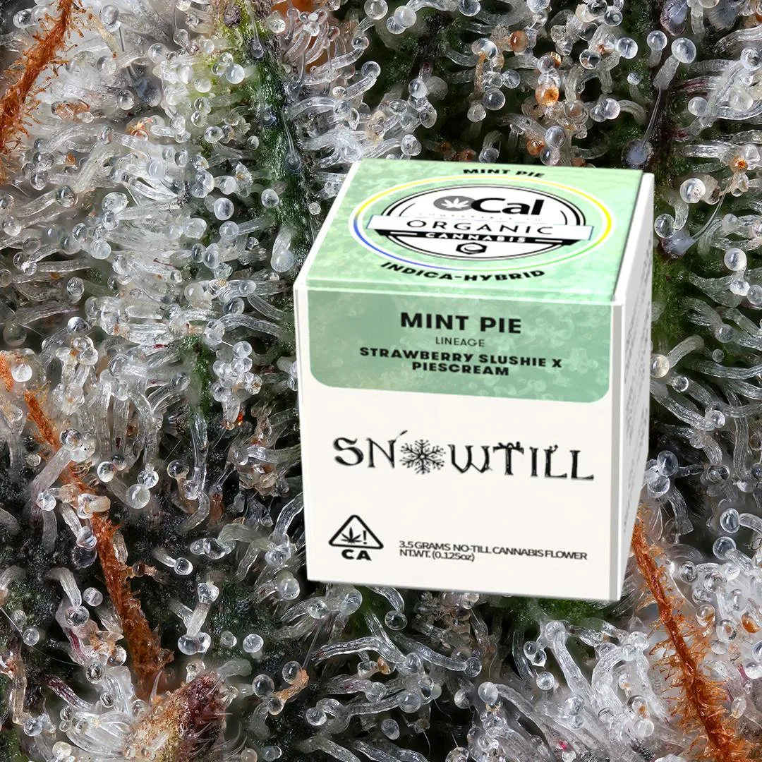 Mint Pie (I/H)