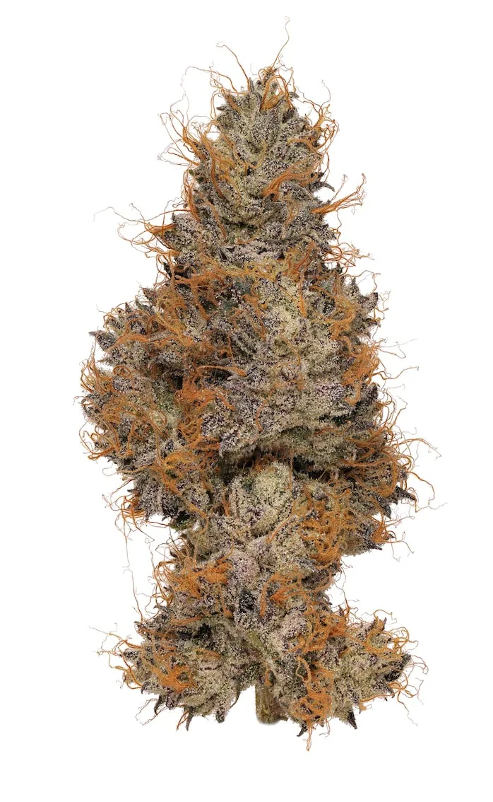 Smacked Studios | Zerbert | Big Buds | 14g