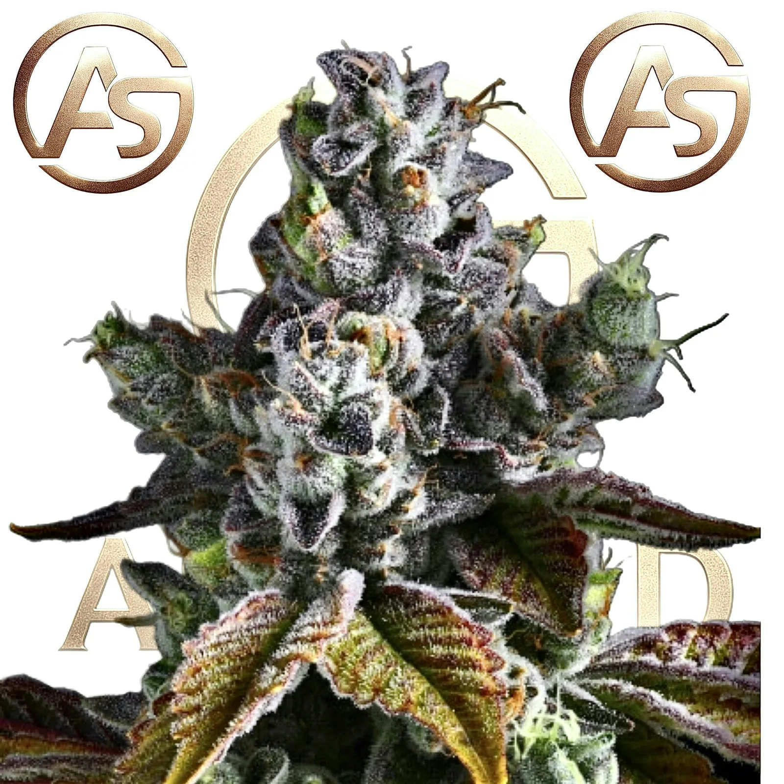 Silver Candy 3.5g / Premium Quality