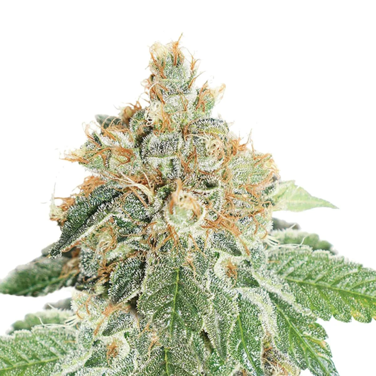 Auto Colorado Cookies