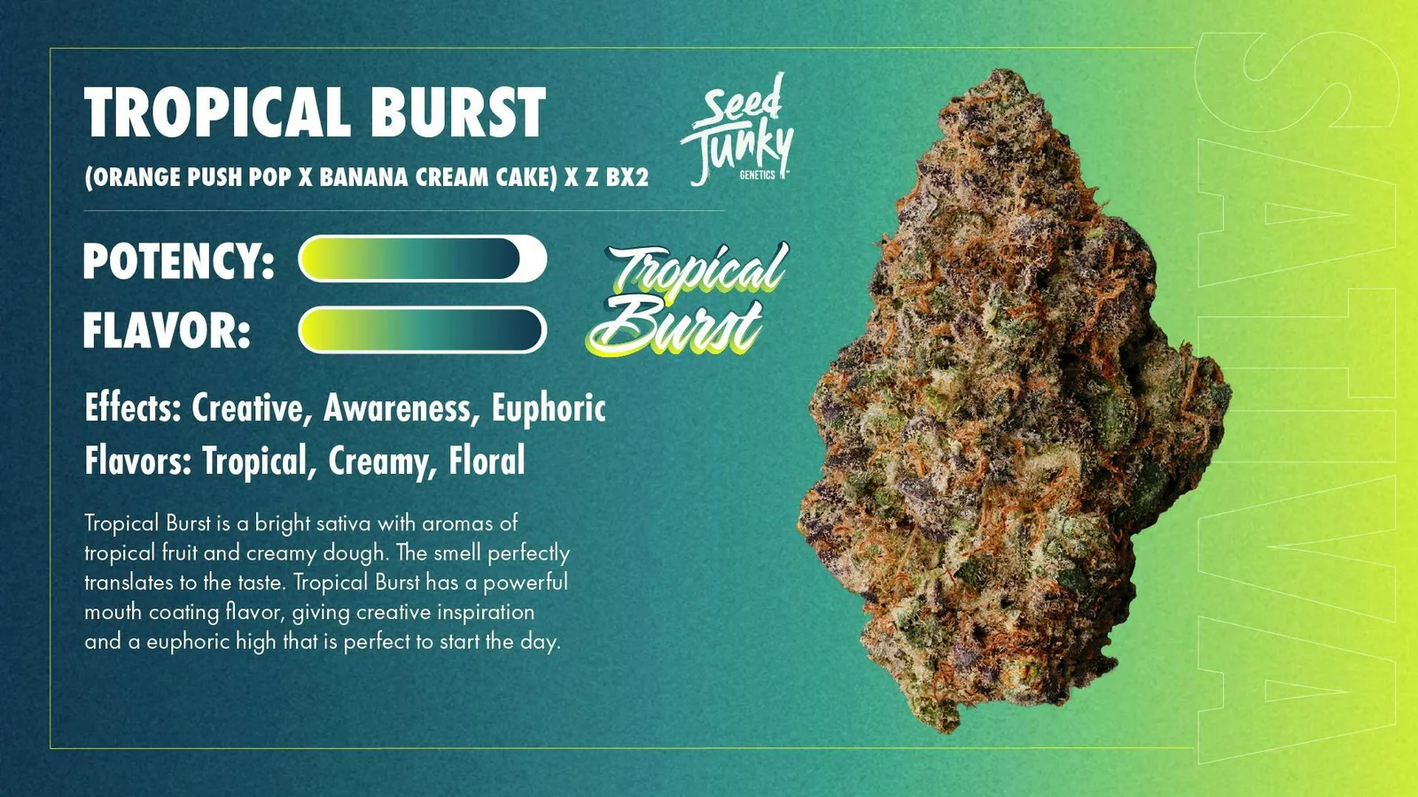 Seed Junky | Tropical Burst | Big Buds