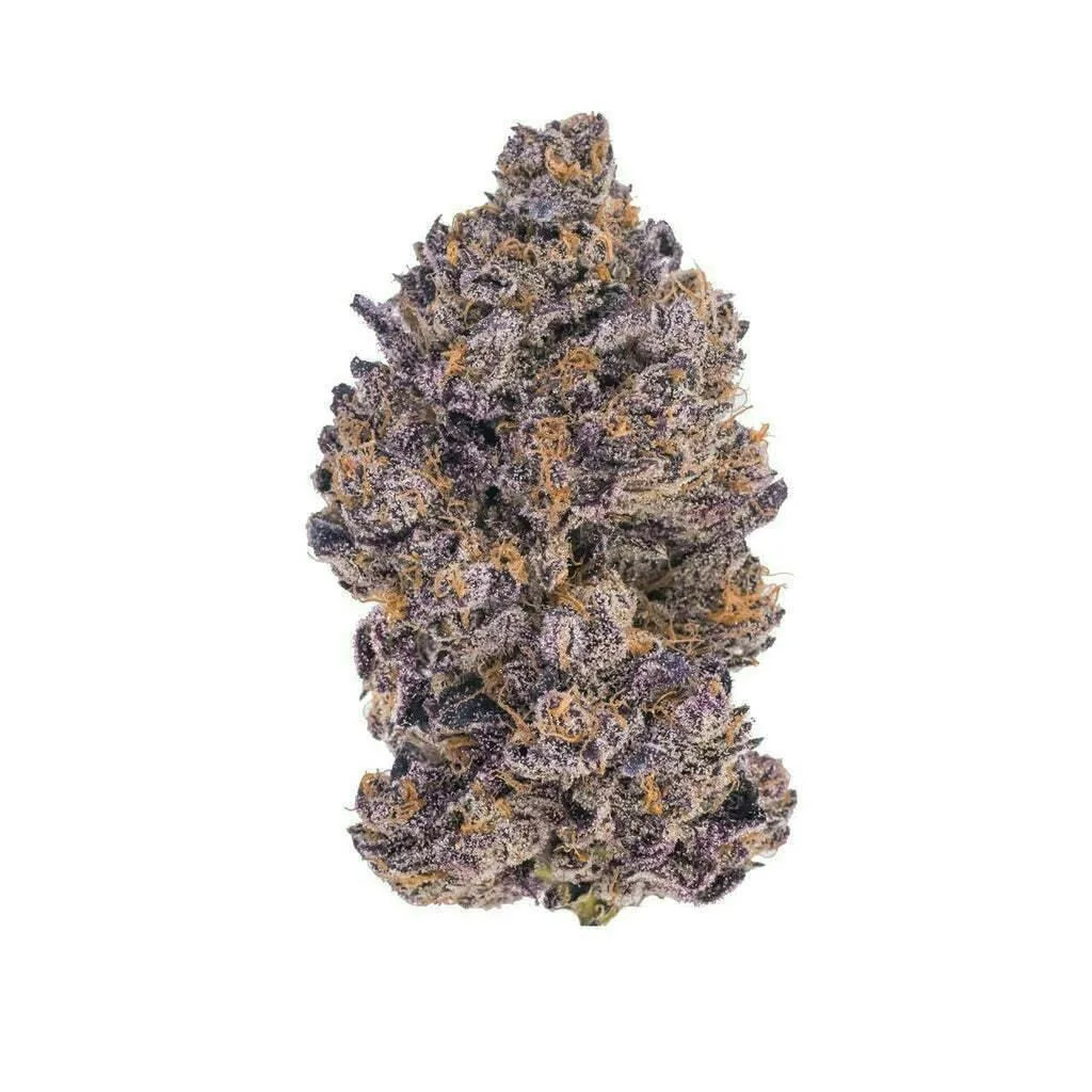 BLACK TRUFFLE 14G (TOPSHELF INDOOR)