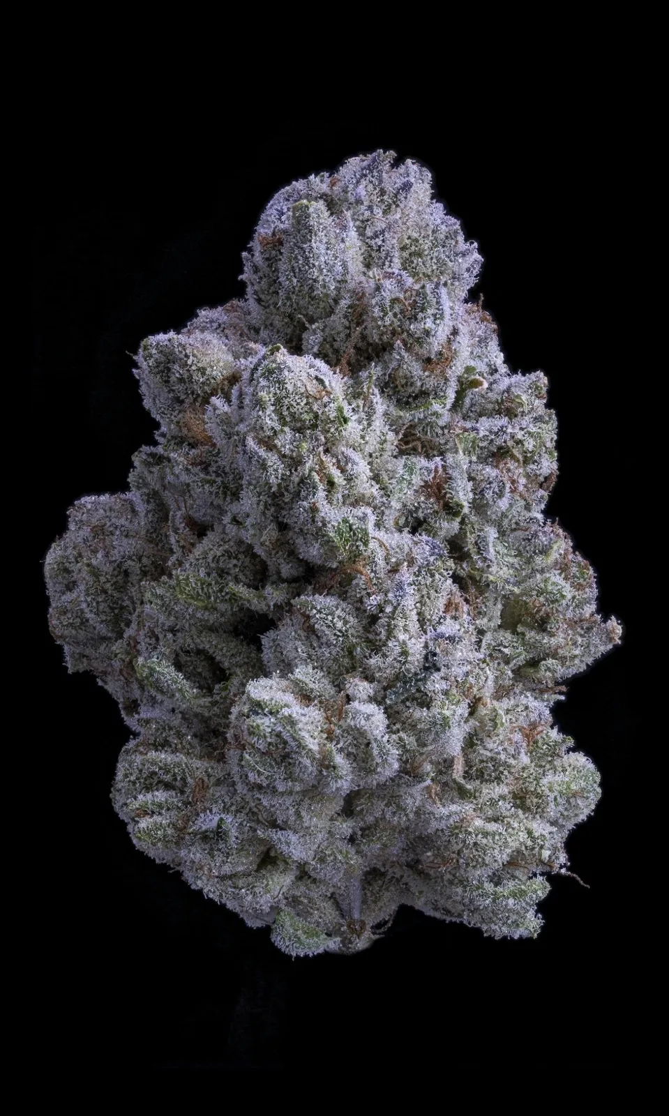Snow White - Flower 3.5g Jar