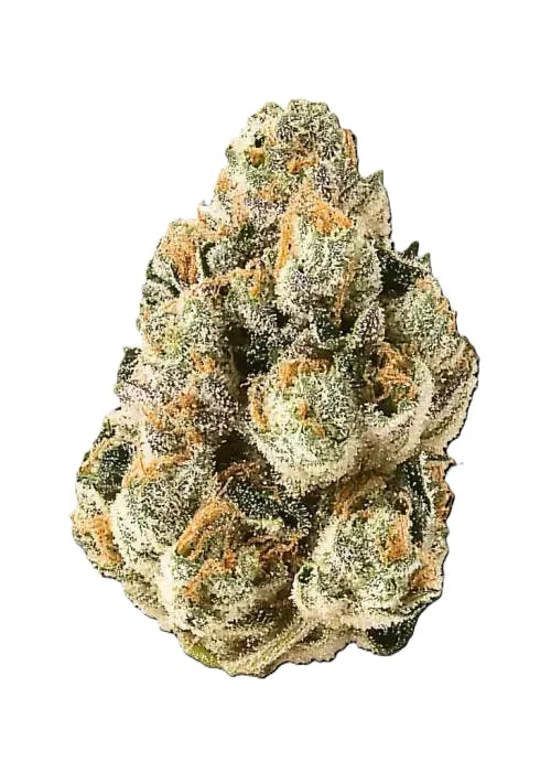Gelato 41 14g (Premium Indoor Hybrid 33.5%)