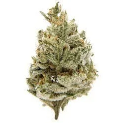 Electric Ice - Premium Shelf Flower
