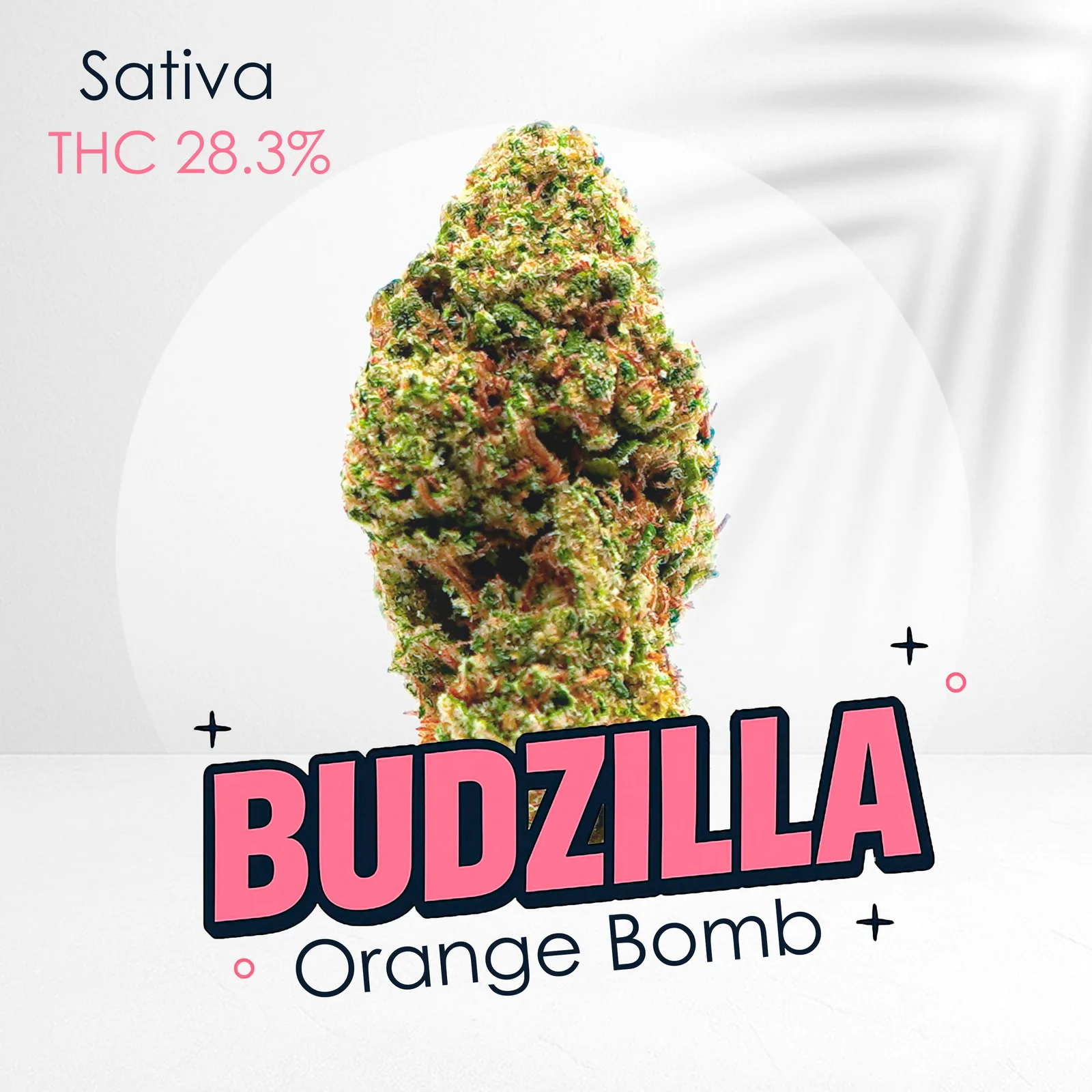 Orange Bomb -Premium shelf