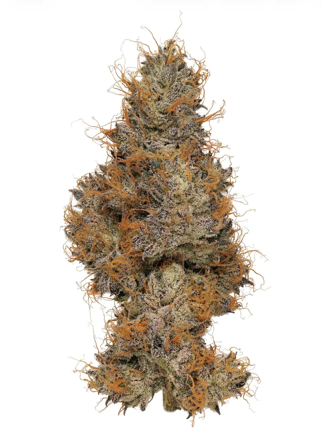 Smacked Studios | Zerbert | Big Buds | 3.5g