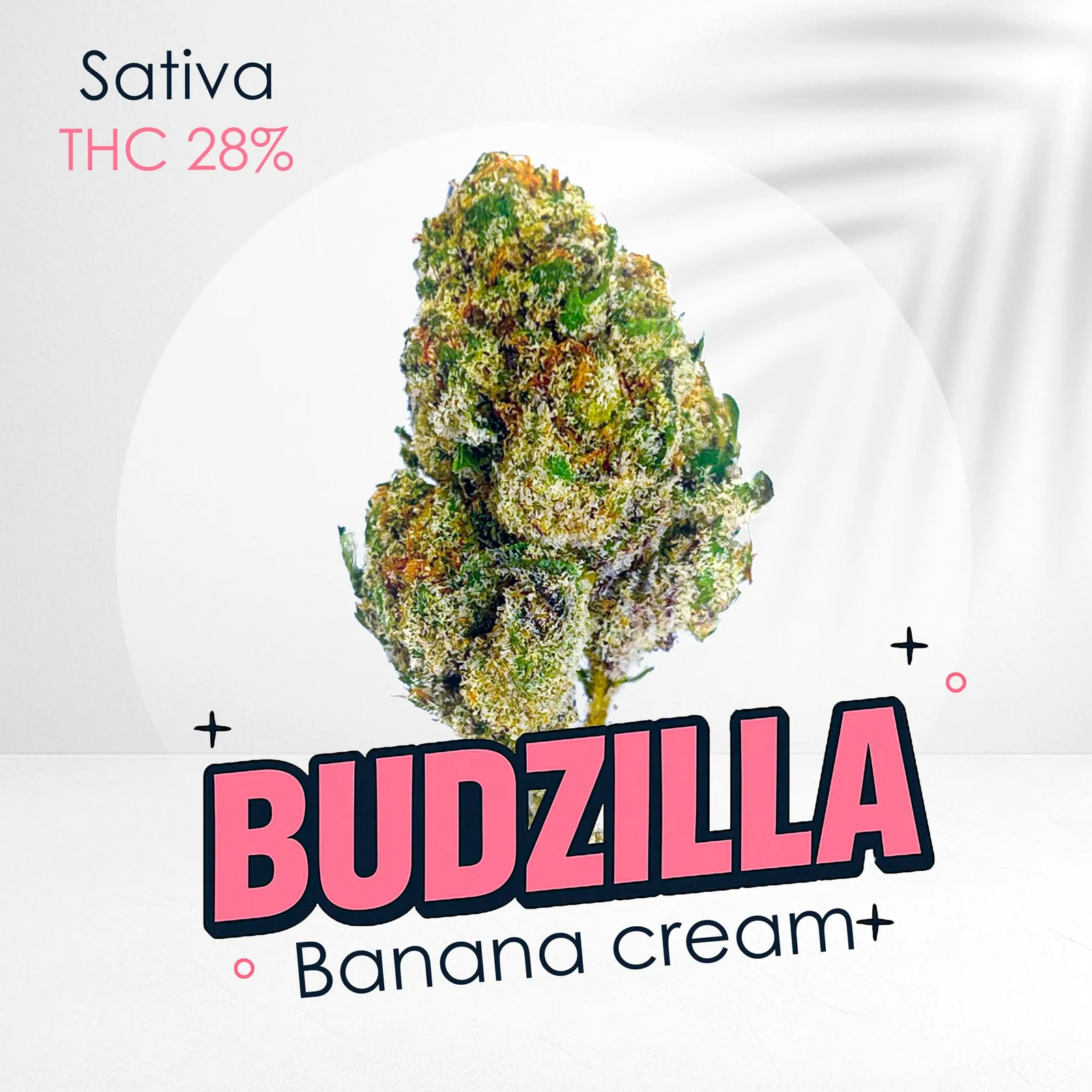 Banana Cream - Premium Shelf