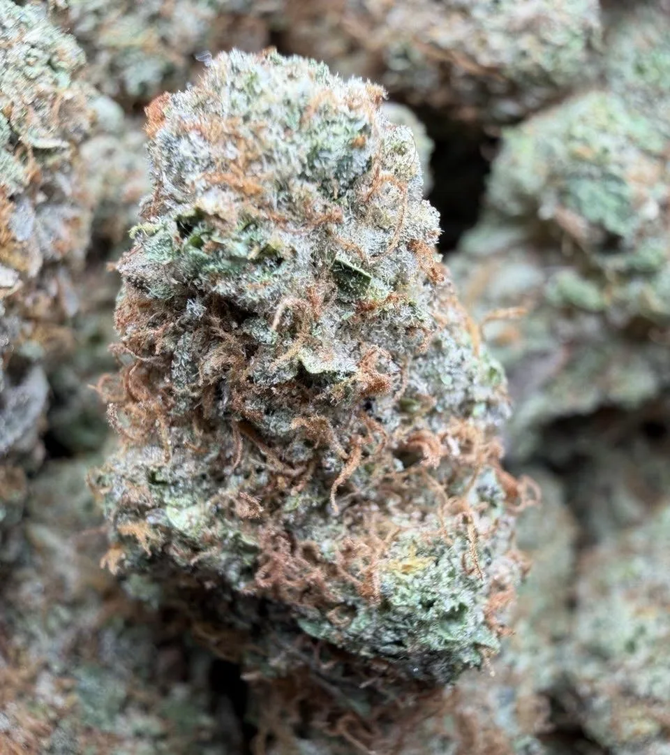 Rainbow 🌈 Beltz 🔥 $79/$115 indoor