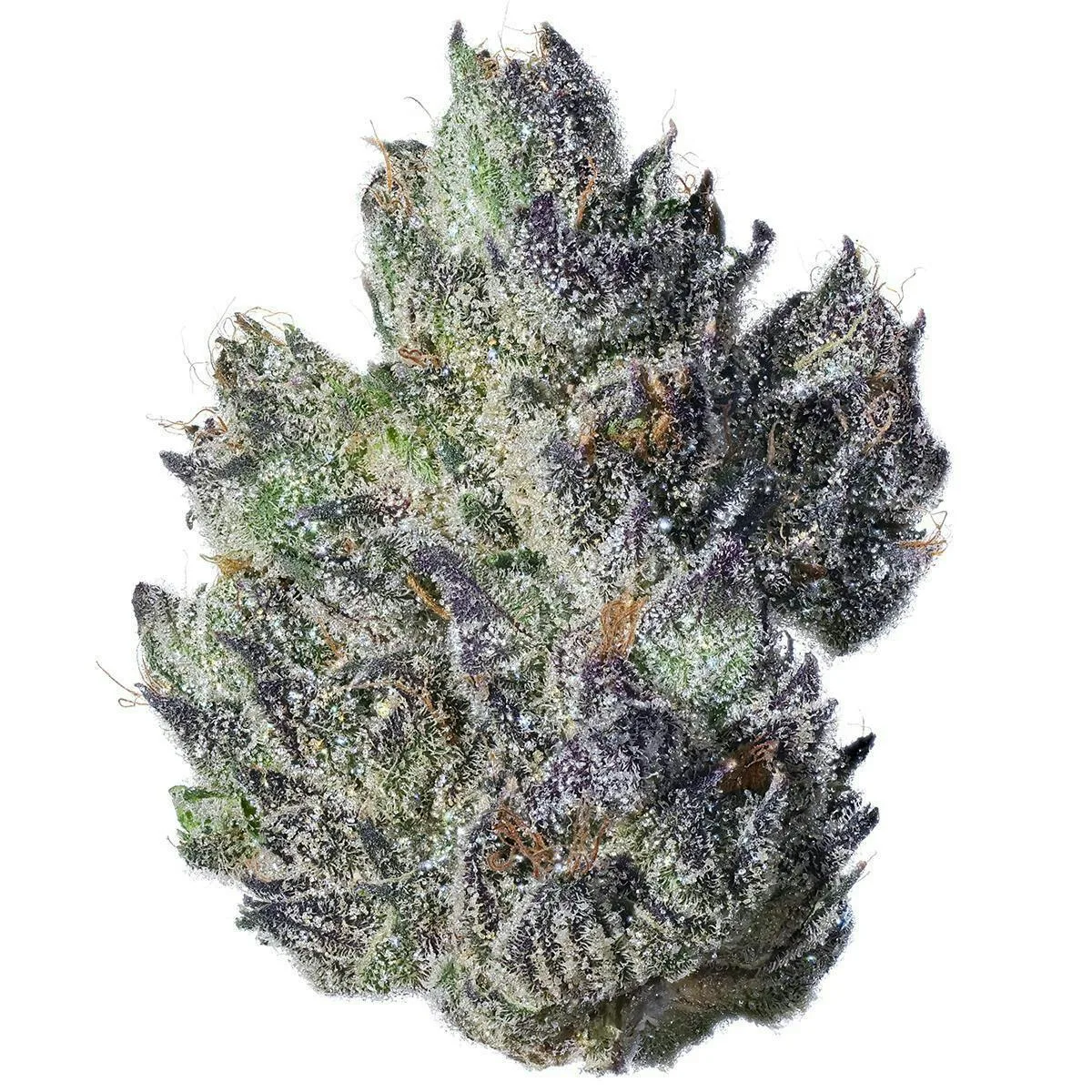 Fig Farms | Fig & Cherry | Big Buds