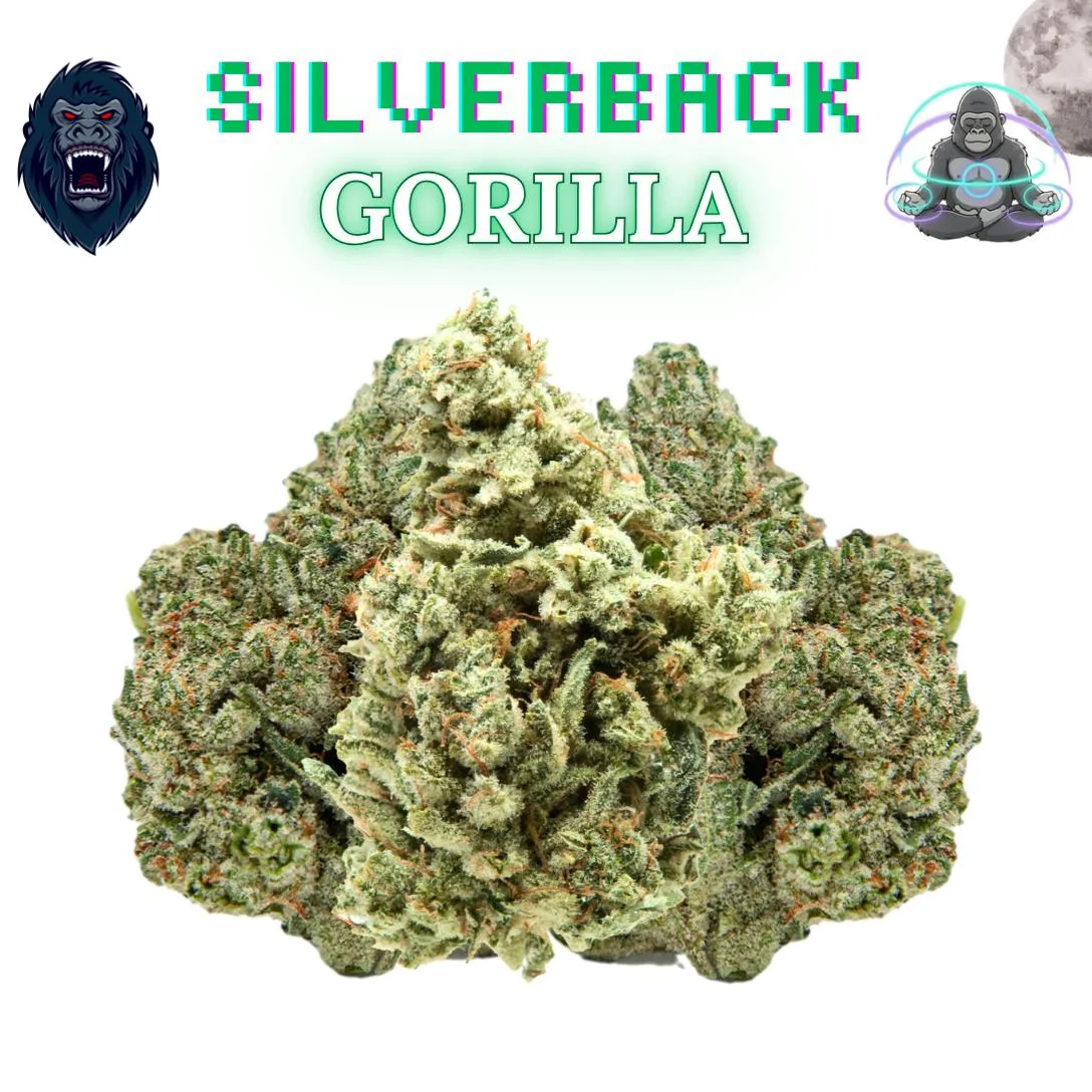 Silverback Gorilla -14G-1/2oz- [26' Exclusive -Ex Tier]
