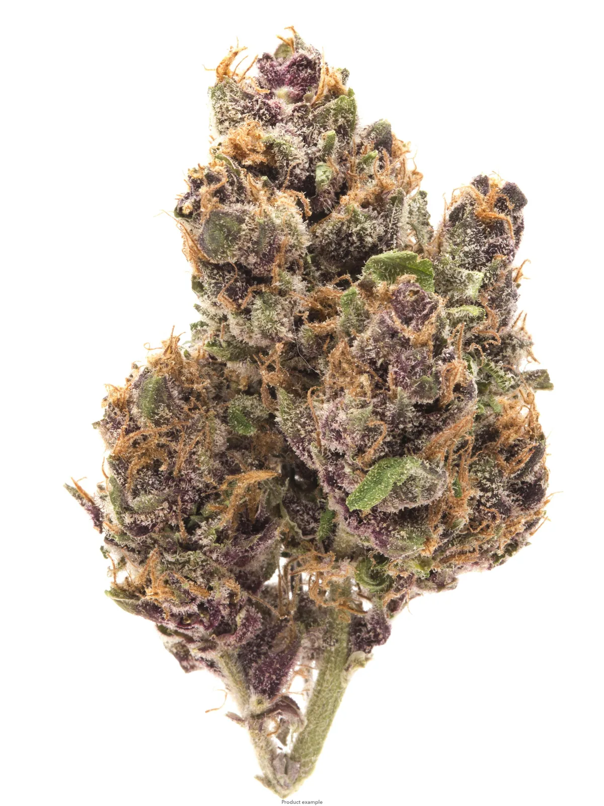 PURPLE REIGN-TOP SHELF FLOWER