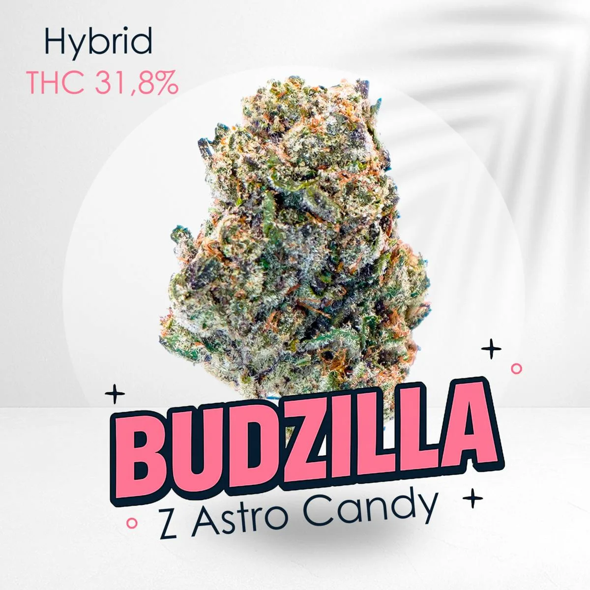 Astro Candy -Premium shelf