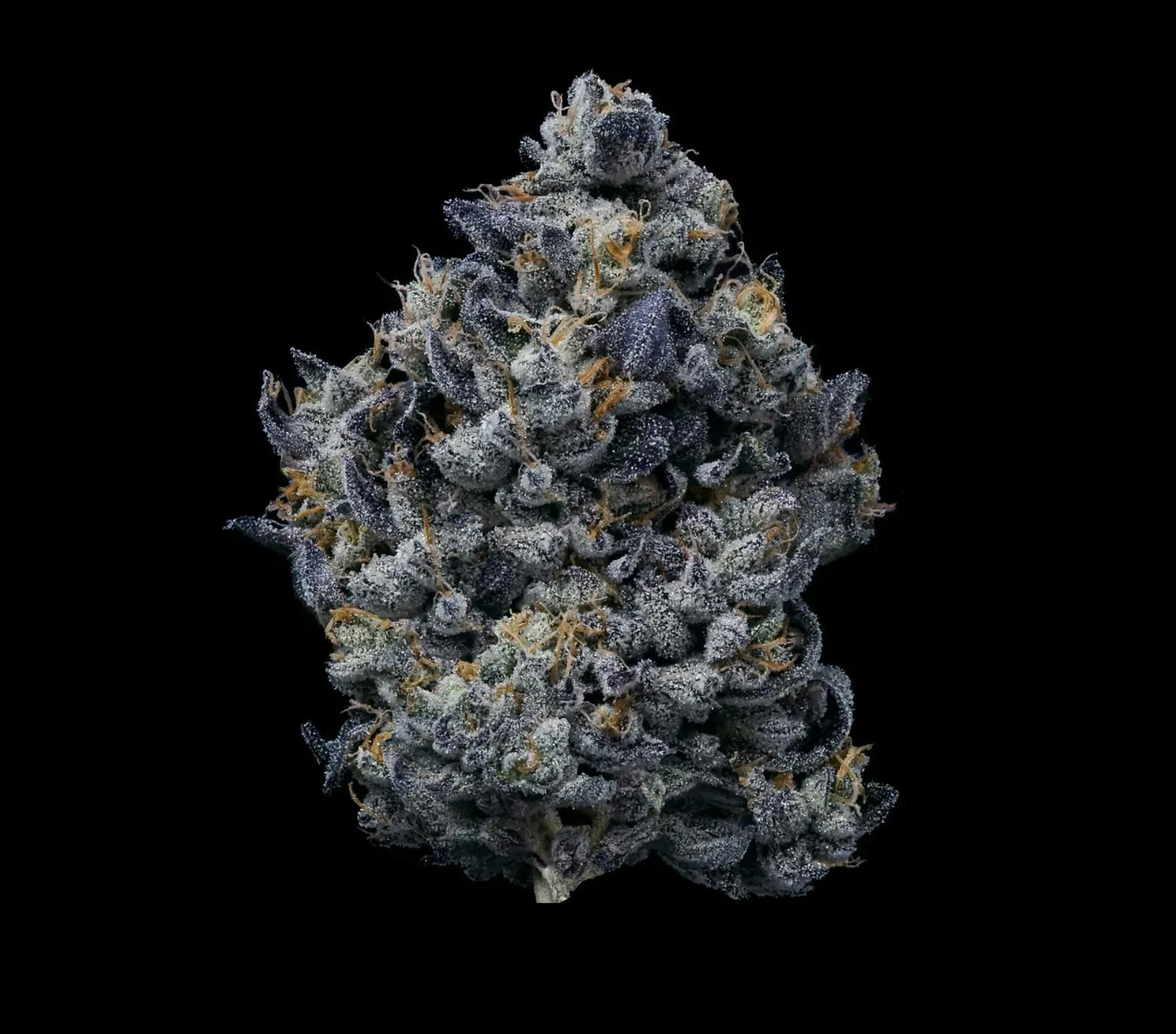 Fig Farms | Lemon Cherry Gelato | Big Buds