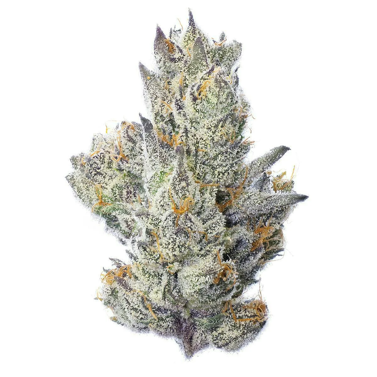 Fig Farms | Guavascotti | Big Buds
