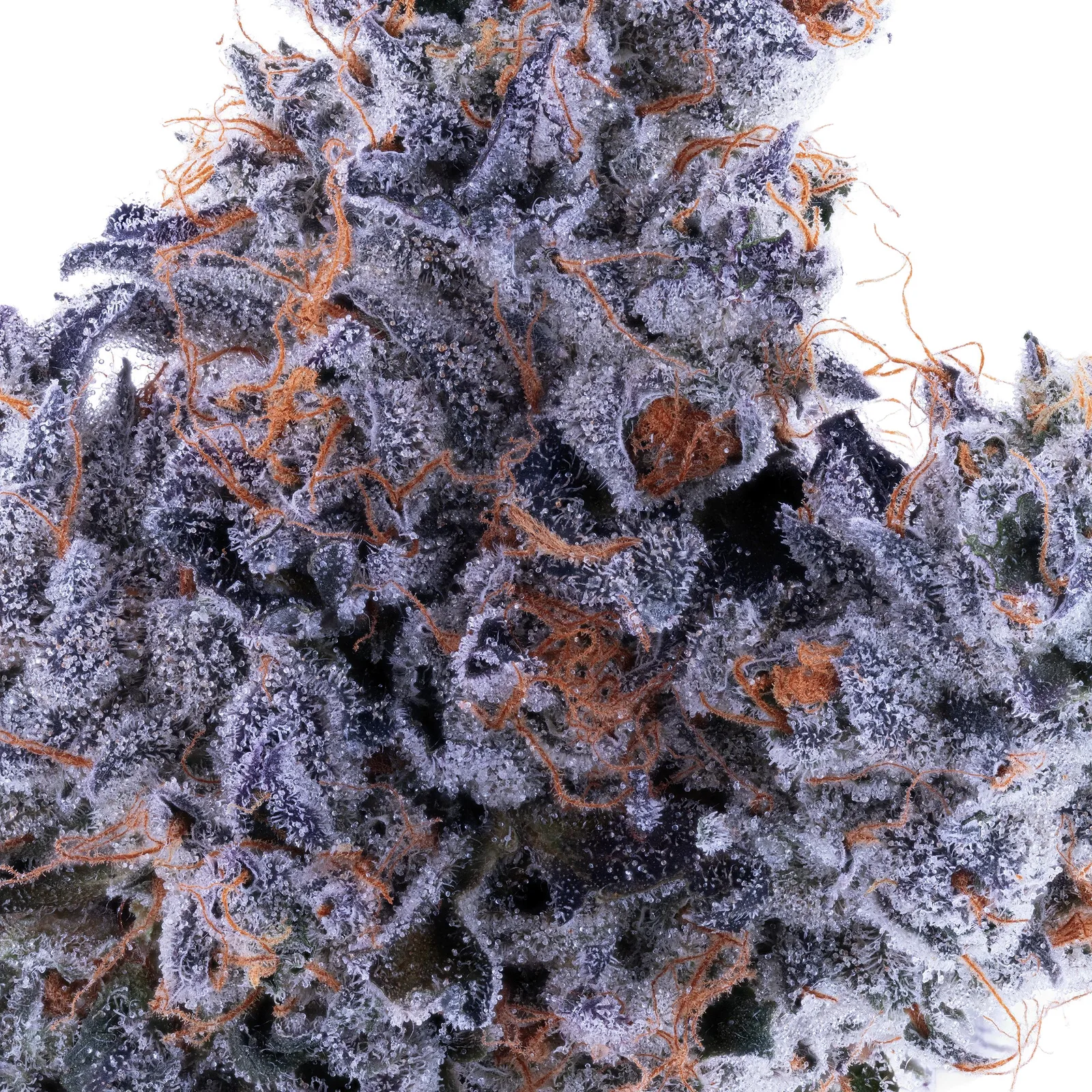Lumpy's Flowers | Cherry Jane | 7g Mylar Bag