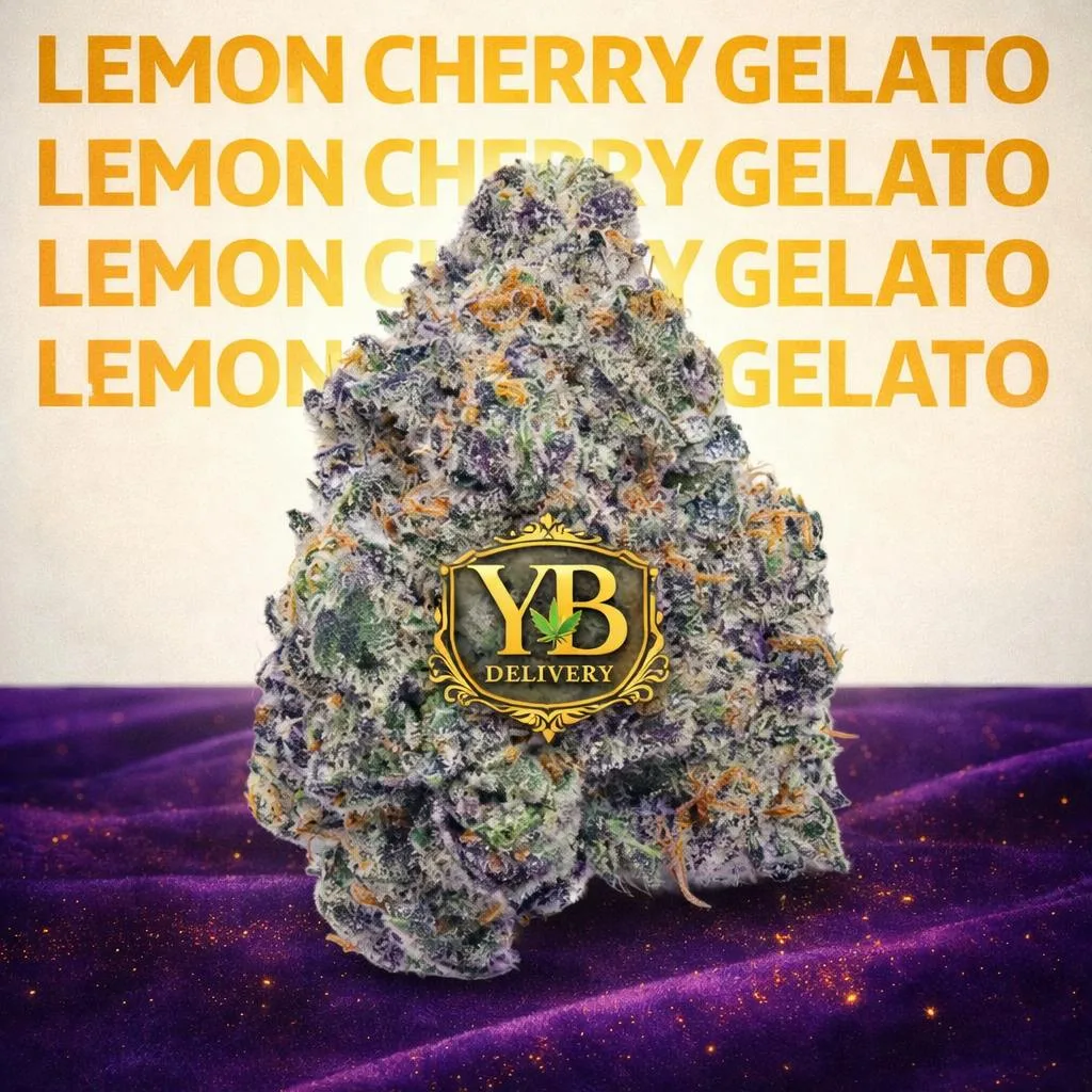 YB | LEMON CHERRY GELATO 34.50% (14G TOP-SHELF FLOWERS).INDICA