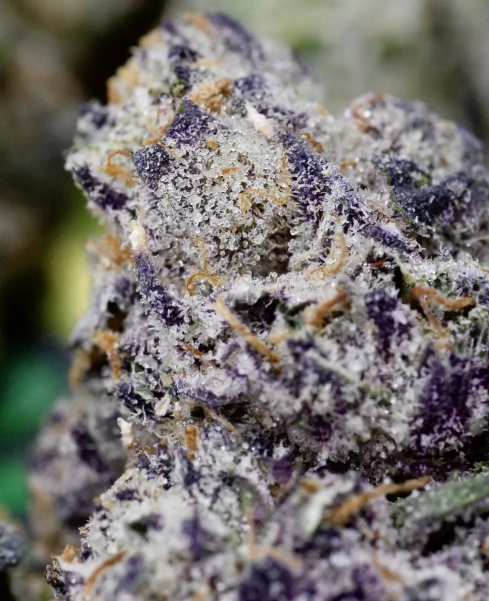 Platinum Lemon Cherry Gelato - Indica - 35.9% THC