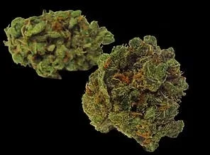 CRAZY GLUE (HYBRID) 26.98% THC TIER 3