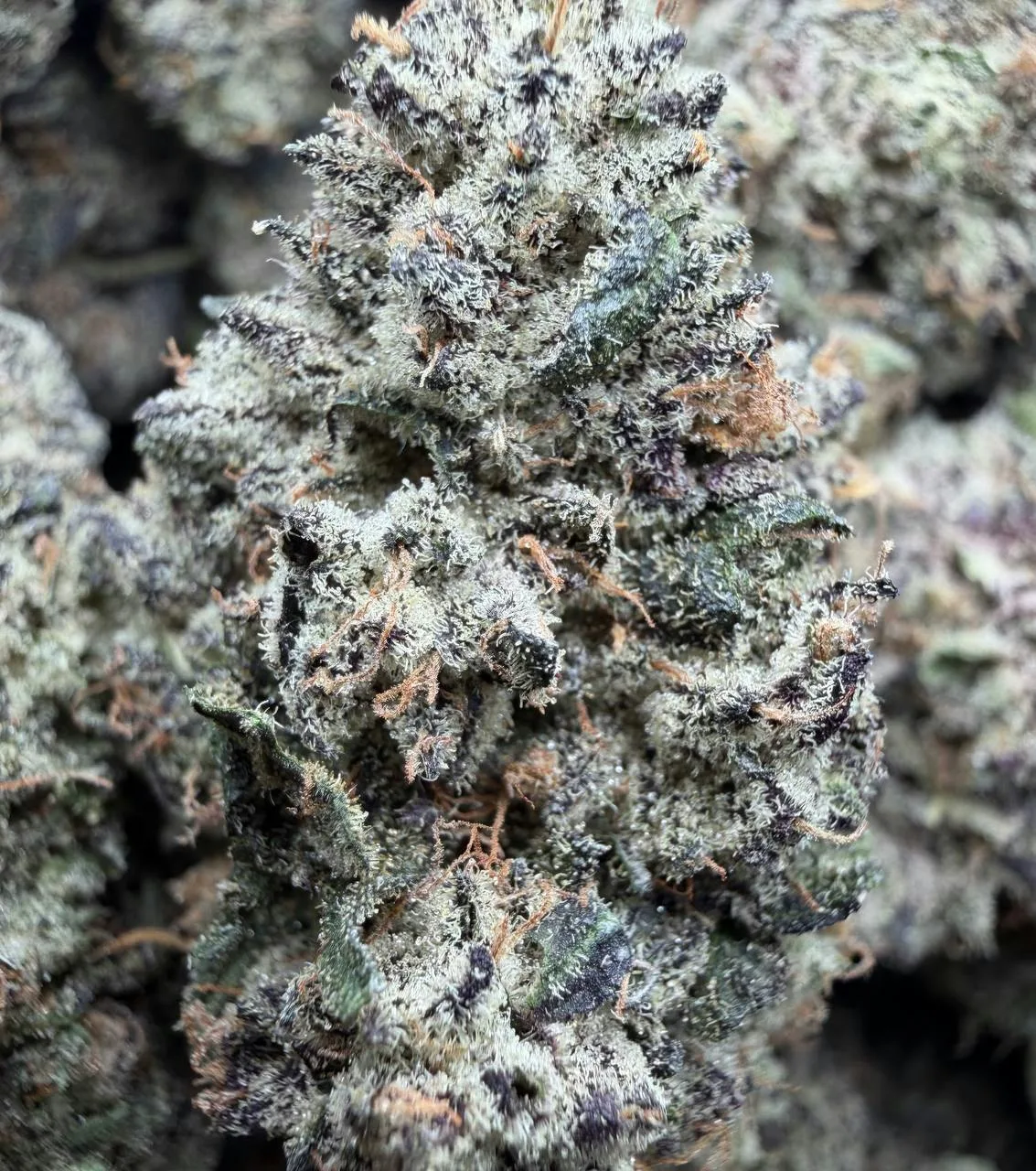 Orange 🍊Creamsicle 🟣 INDOOR $79 Half/$105 OZ