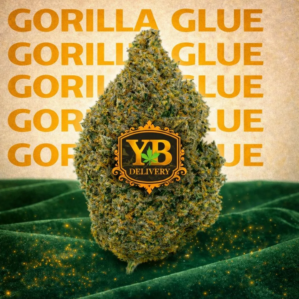 YB | GORILLA GLUE 29.33% (7G PREMIUM FLOWERS)HYBRYD