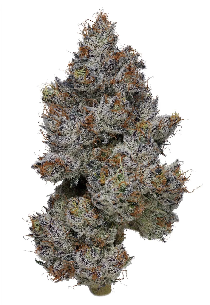 Smacked Studios | Frosties | Big Buds | 14g